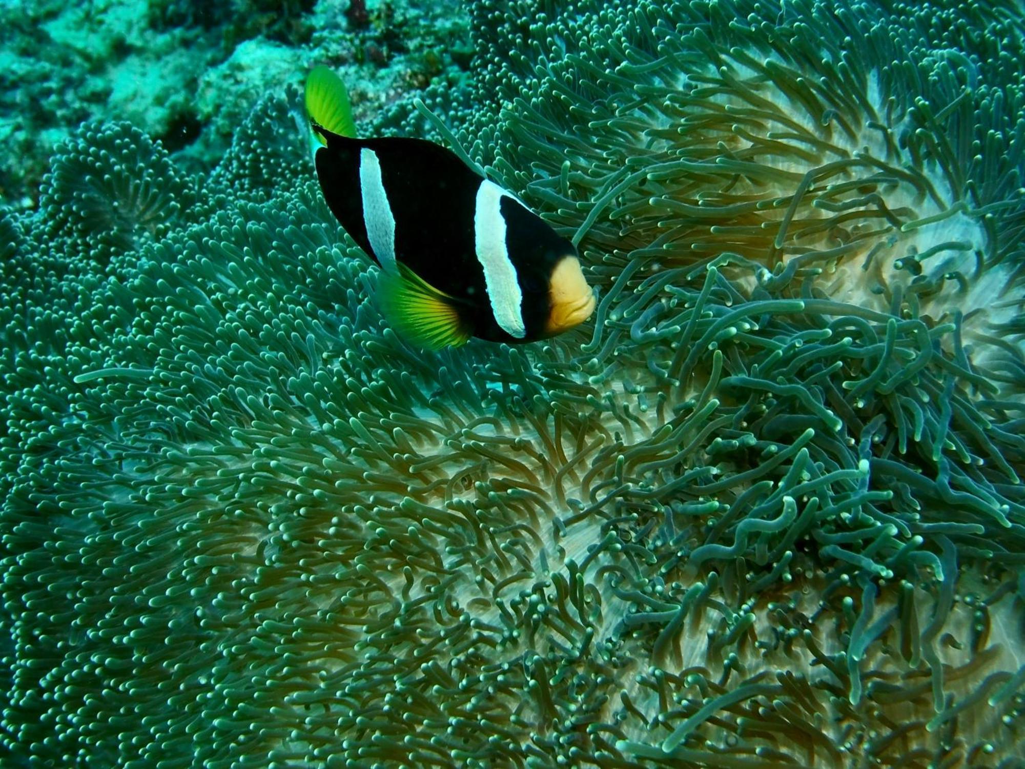 Nika Island Resort & Spa, Maldives Esterno foto